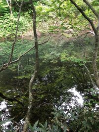 Trees growing in forest