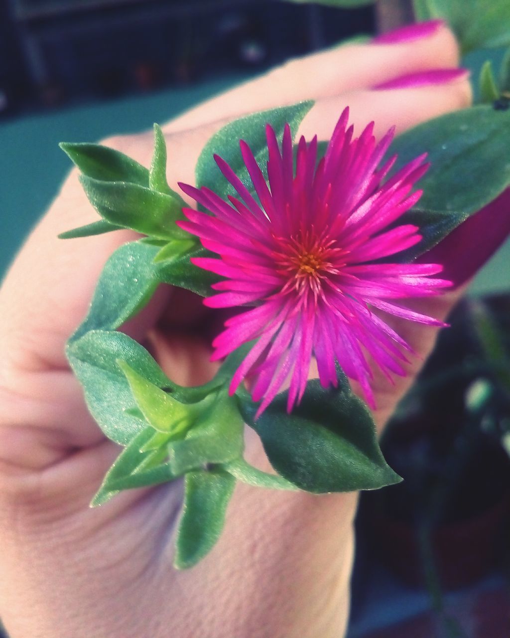 flower, petal, freshness, fragility, flower head, growth, close-up, leaf, pink color, beauty in nature, single flower, focus on foreground, plant, nature, blooming, pink, green color, in bloom, pollen, botany