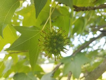 Close-up of fruit on tree