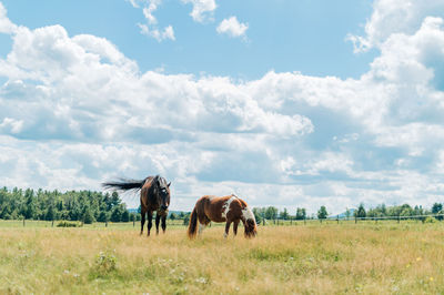 Horses in a field