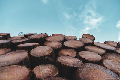 Stack of logs in forest
