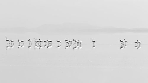 Flock of birds flying over beach against sky