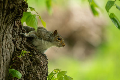 Close-up of squirrel on tree trunk