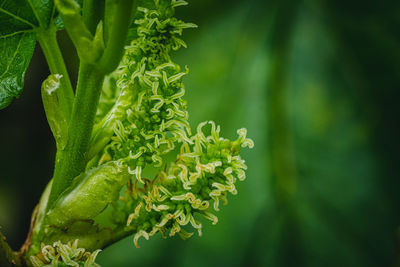 Characteristics of the soft green mulberry.