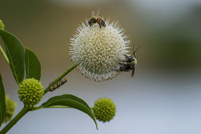 Close-up of insect on plant