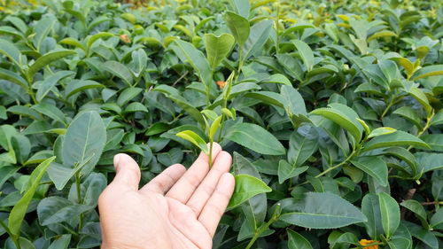 Close-up of hand touching plant