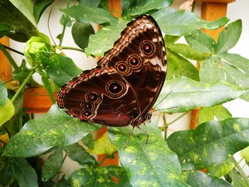 Close-up of butterfly perching on plant