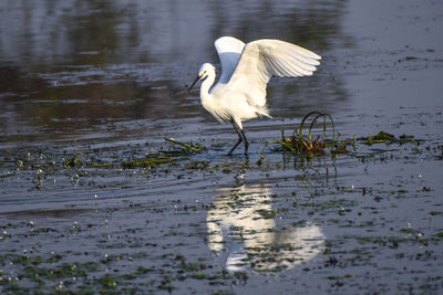 White duck on a lake