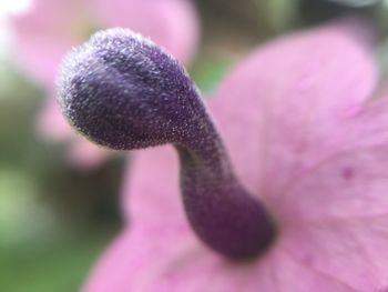 Close-up of pink flower