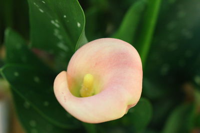 Close-up of flower against blurred background