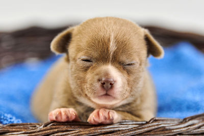 Sleepy chihuahua puppy in basket. little cute white brown dog breed. beautiful puppy eyes.