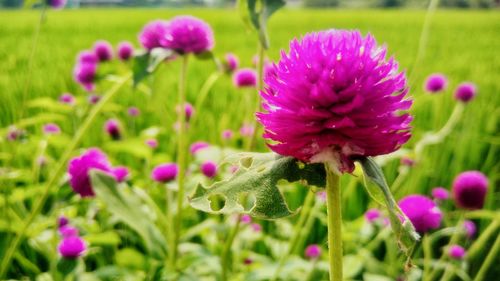 Close-up of pink flowering plants on field
