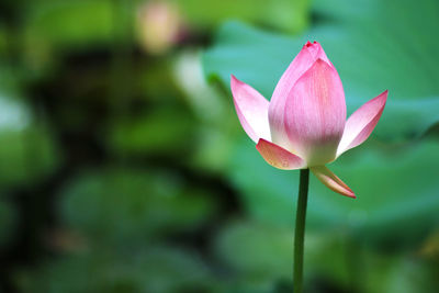 Close-up of pink water lily in pond