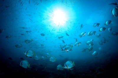 Fishes swimming in sea