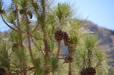 Low angle view of cactus plant against sky