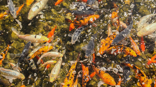 View of fish swimming in sea