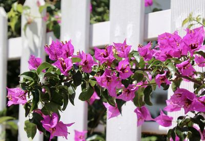 Close-up of pink flowering plants