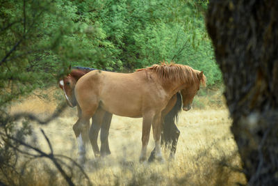 Horse standing in a field