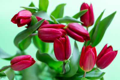 Close-up of pink tulips