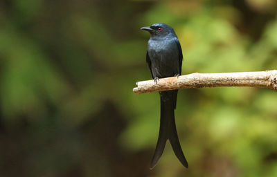 Close-up of bird perching on branch