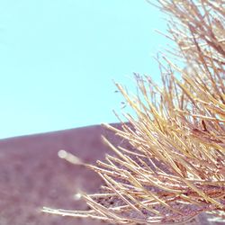 Close-up of grass against clear sky