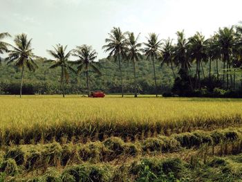 Scenic view of palm trees on field against sky