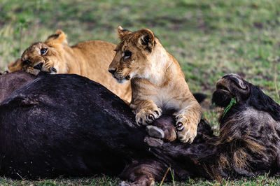 Lion cubs with prey on grassy field