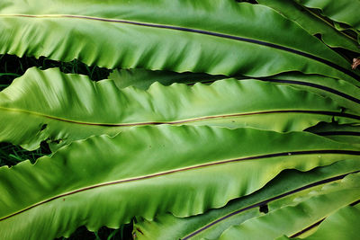 Close up and top view fresh green leaves of bird's-nest fern in the garden thailand 