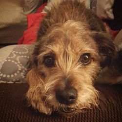 Portrait of dog relaxing at home