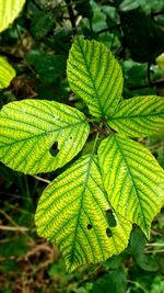 Close-up of green leaf on plant