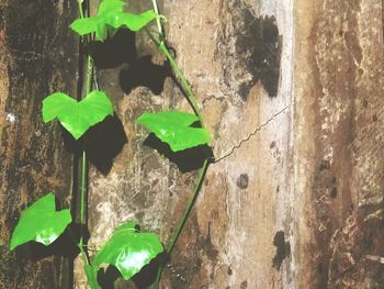 Close-up of plant against wall