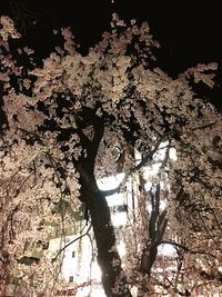 Low angle view of bare trees against the sky