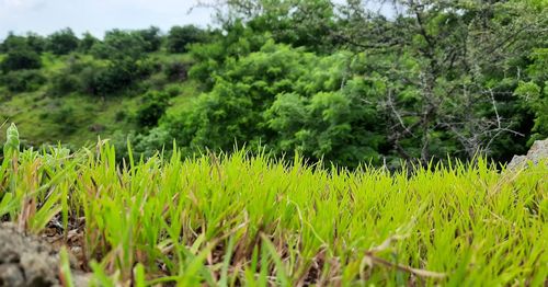 Scenic view of trees growing on field