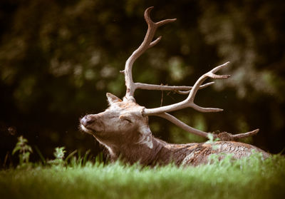 Close-up of deer on grass