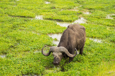 Sheep grazing on grass