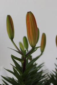 Close-up of flower