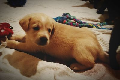 Close-up of puppy relaxing on bed at home