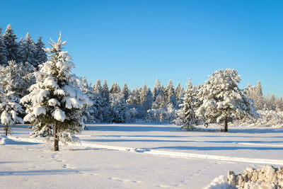 Beautiful winter forest landscape. pine trees covered with snow on a sunny day.