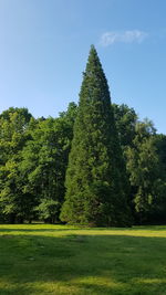 Trees on field against sky