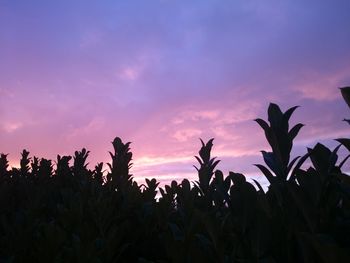 Low angle view of trees against sky