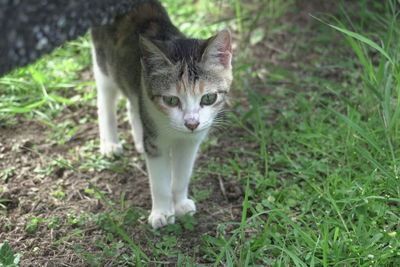 Portrait of cat on field