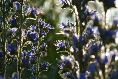 Close-up of purple flowering plants on field