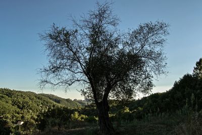 Trees on field against clear sky