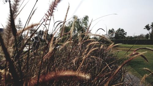 Close-up of grass growing on field against sky