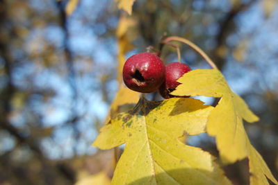 Close-up of red berries growing on tree