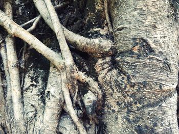 Full frame shot of tree trunk