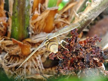 Close-up of bee on dry leaves