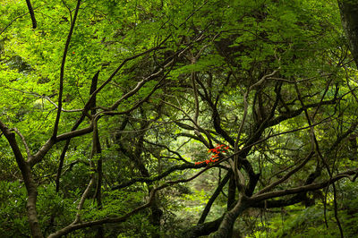 Close-up of fresh green tree