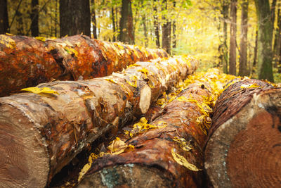 Close-up of logs