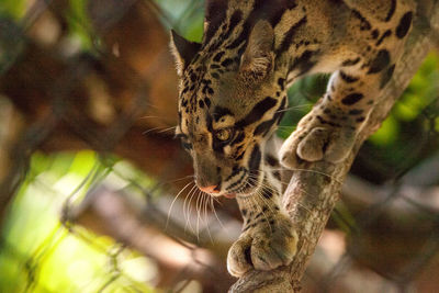 Male adult clouded leopard neofelis nebulosa is listed as vulnerable and can be found in asia.